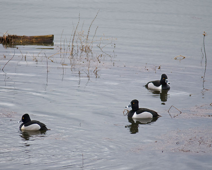 Ring-necked Duck Drakes