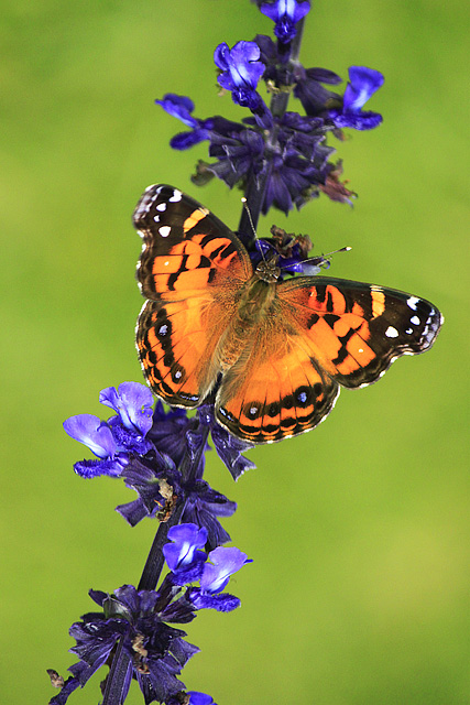 Painted Lady butterfly