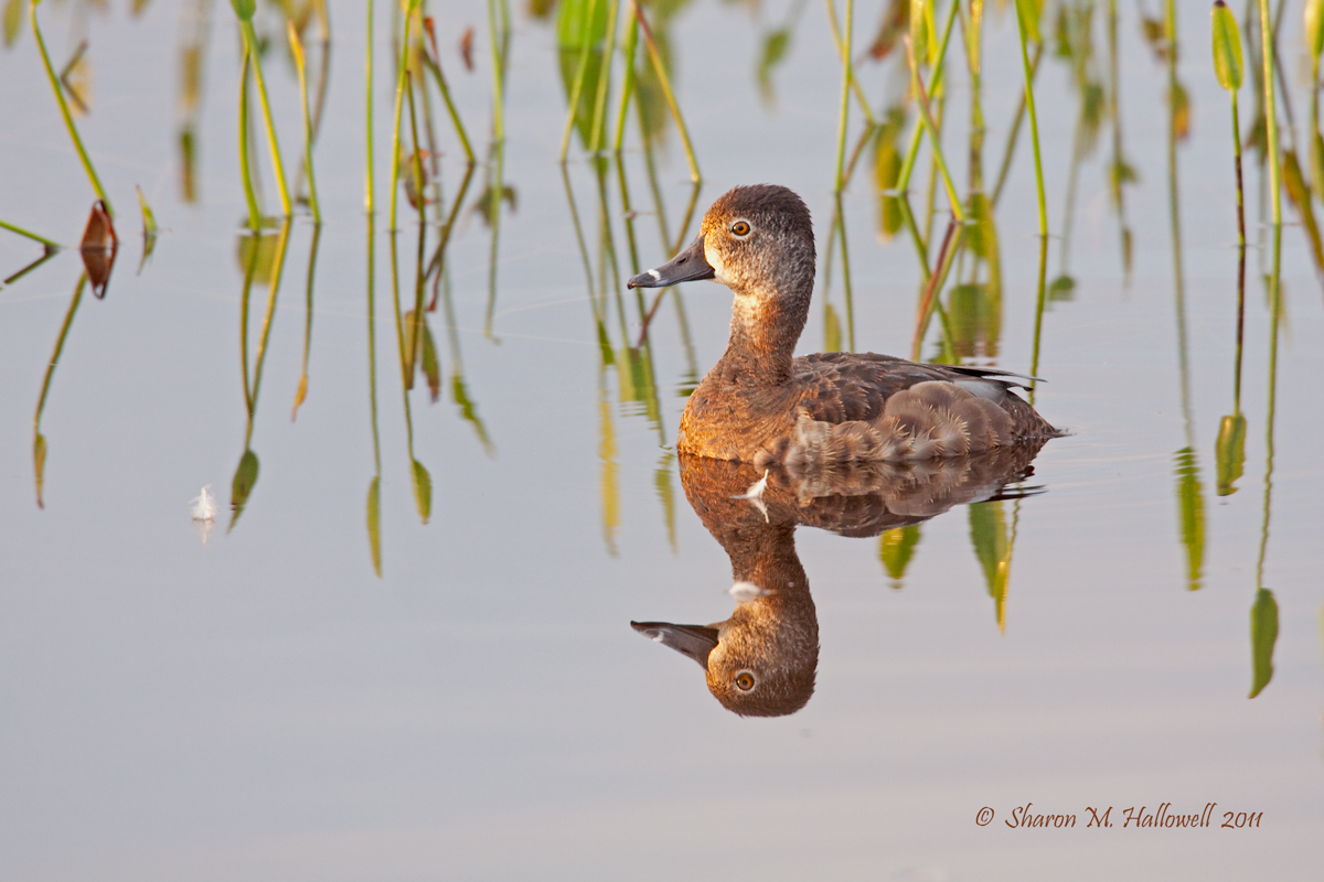 Ring-necked Duck Hen