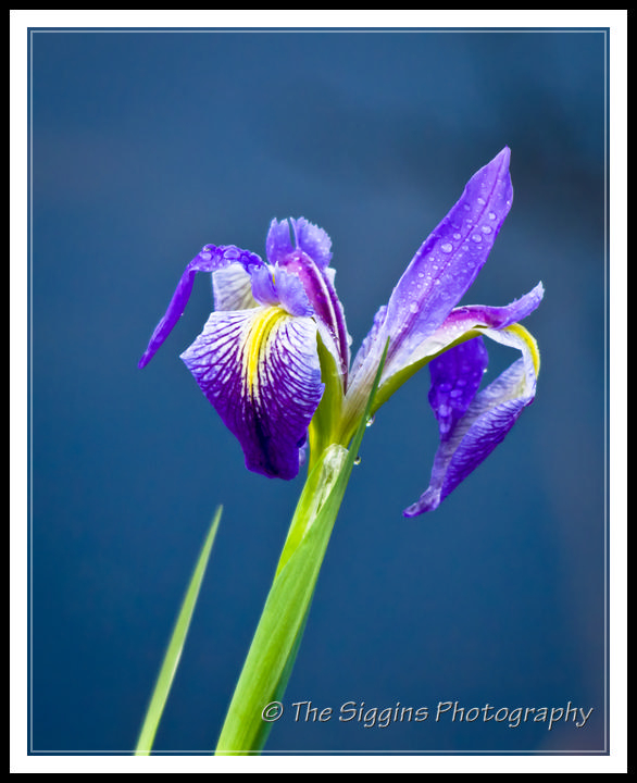 Wetlands Iris