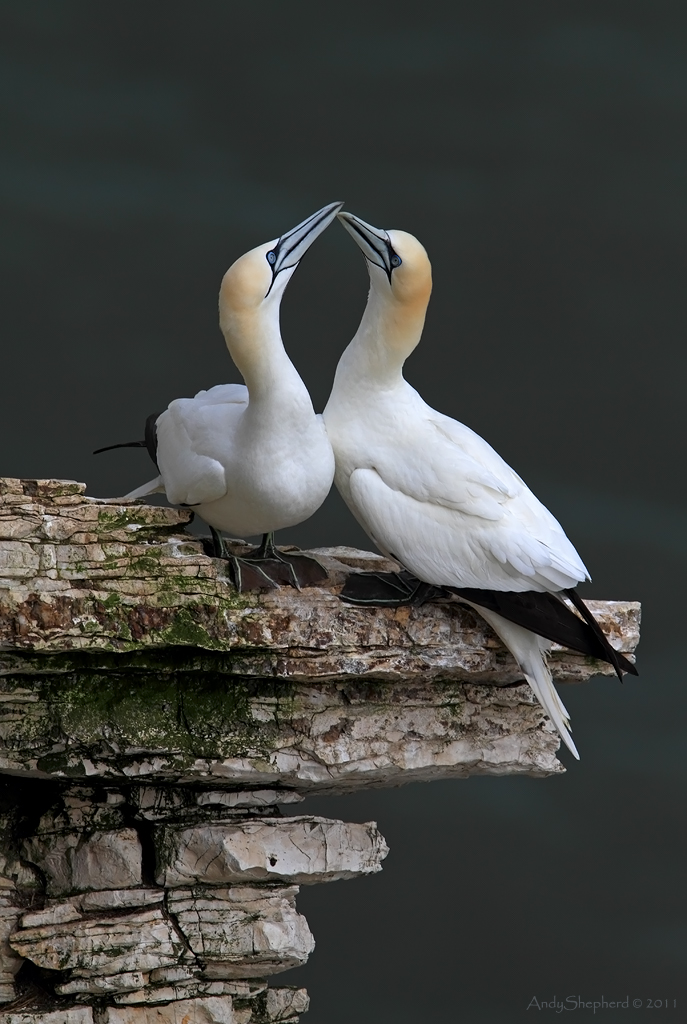 Gannet courtship