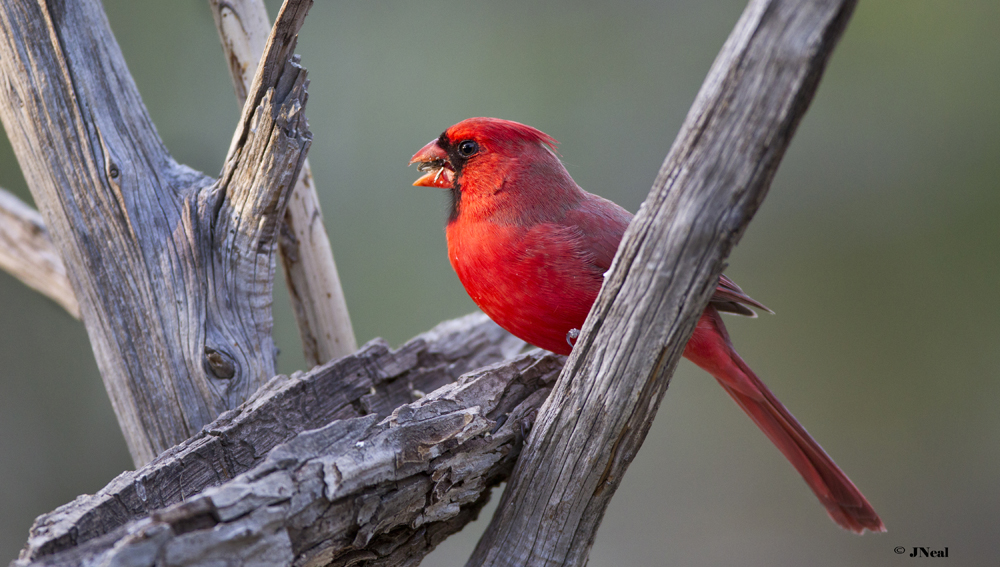 Cardinal