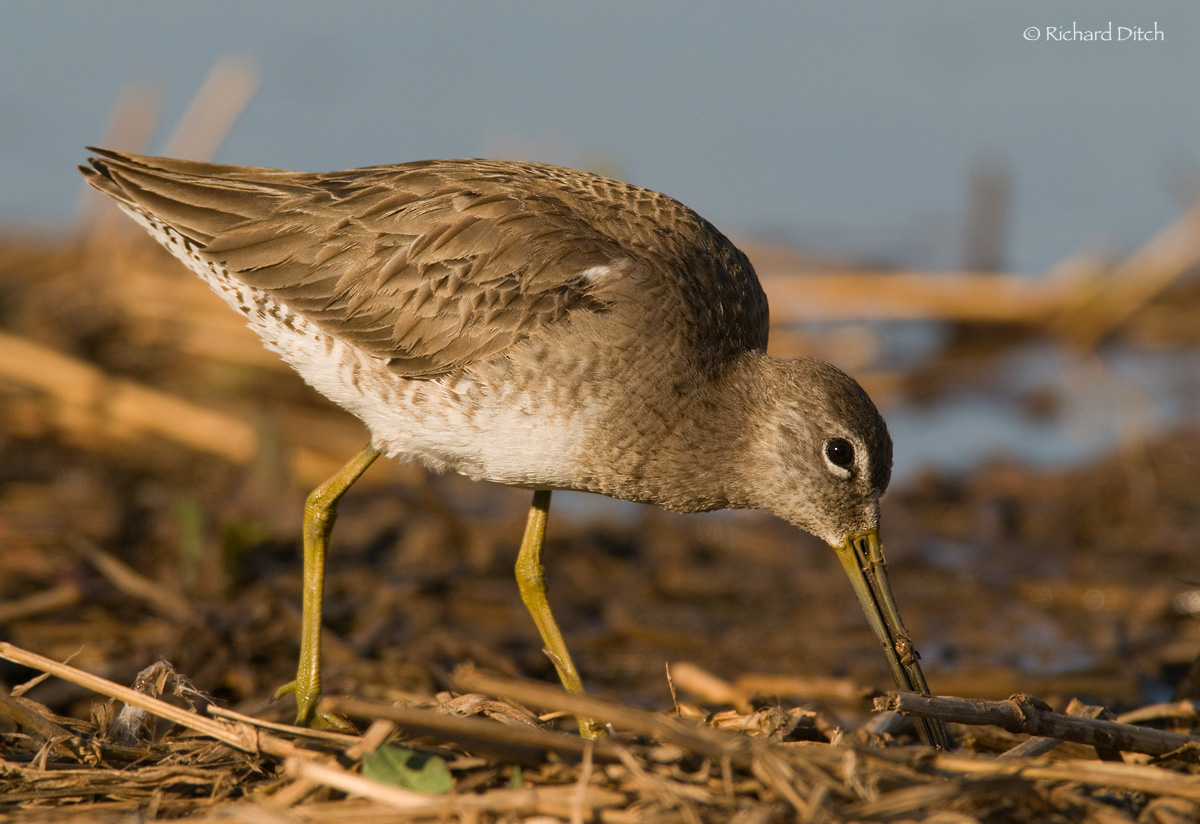 Long-billed Dowitcher