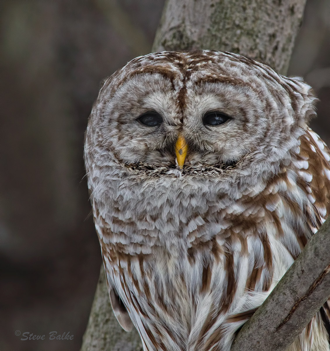 Portrait:  Barred Owl