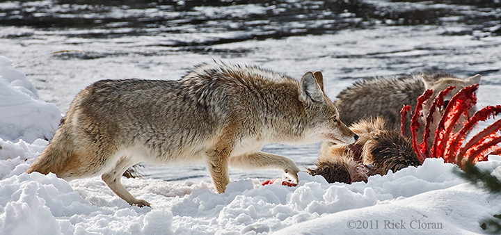 Coyote Approaching Kill