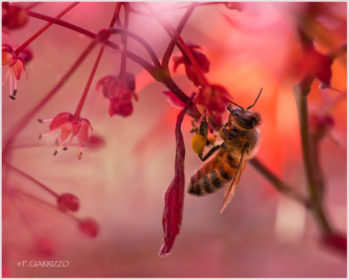 Bee on red