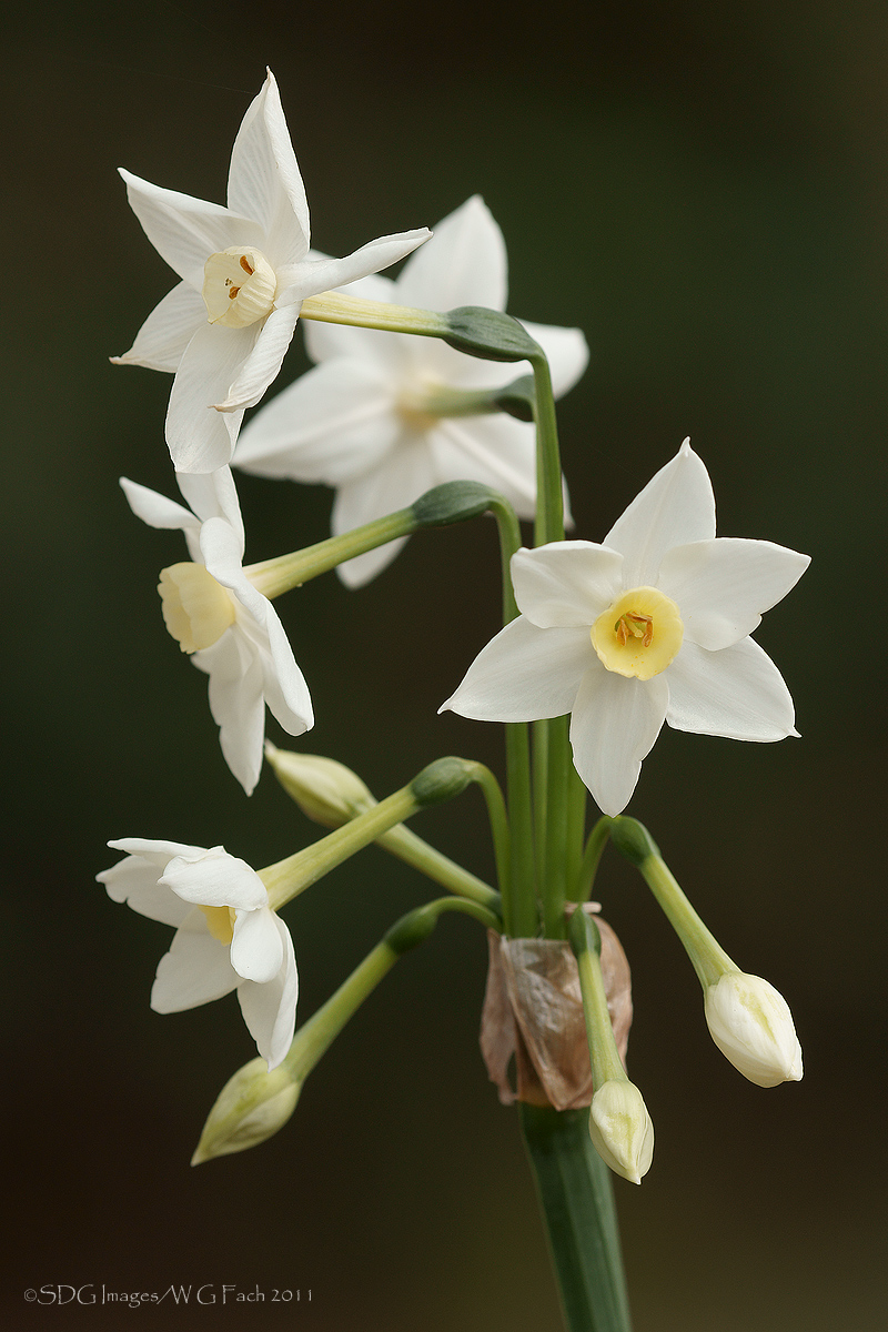 Early Heralds