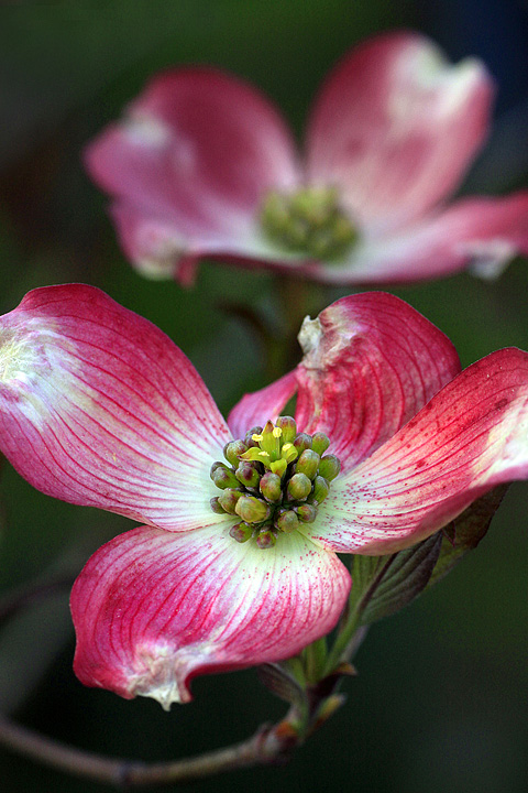 Red dogwood tree flowers