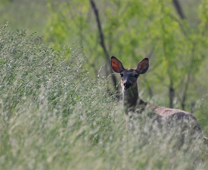 Whitetail Doe & Snack