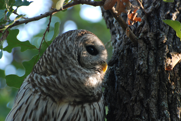 Barred Owl Dreaming