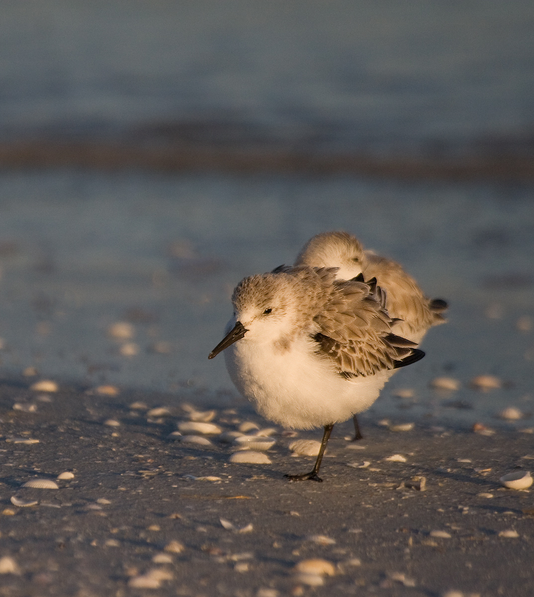 Sanderlings
