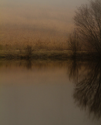 Have a gray day