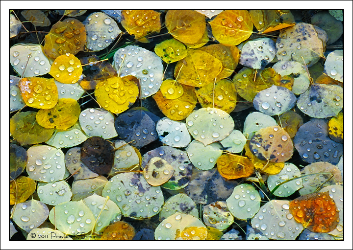 Leaves In Rain
