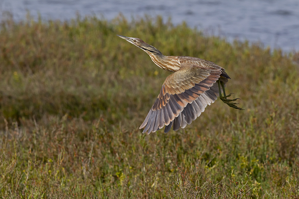 Flying Bittern