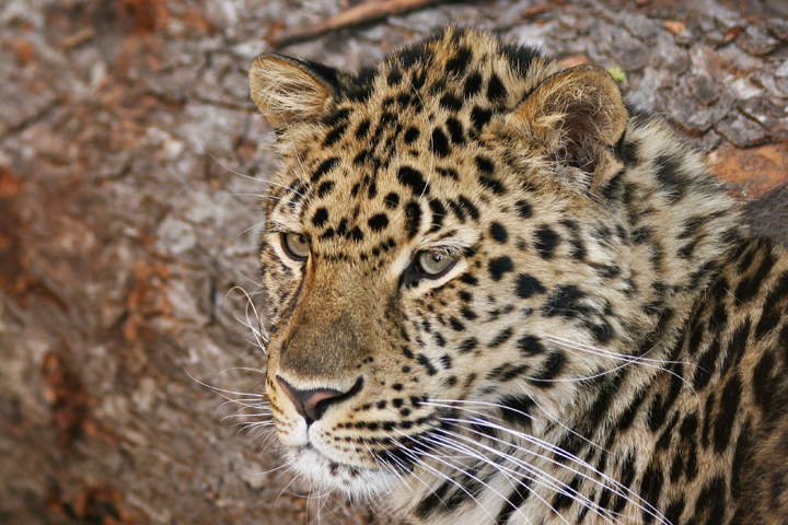 Amur leopard-Boris