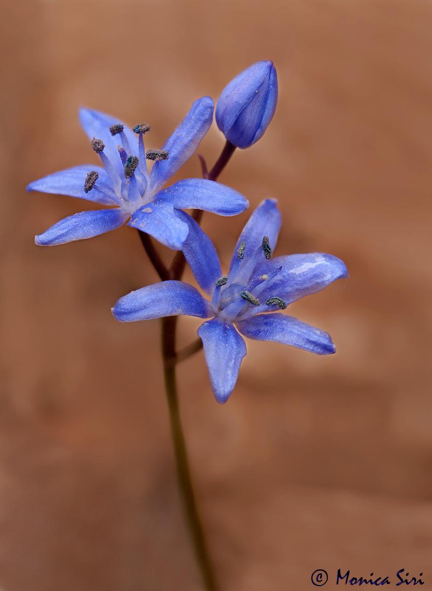 Scilla bifolia