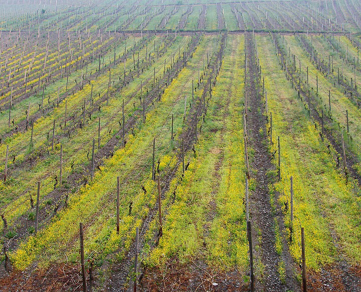 WC#474 In the Vineyards