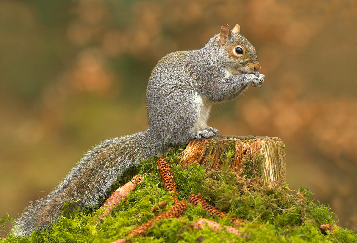 Grey Squirrel and cones.