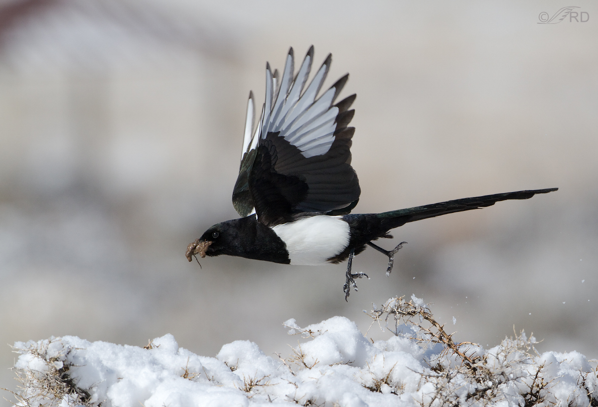 Black-billed Magpie