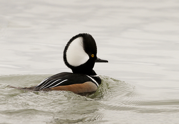 Hooded Merganser