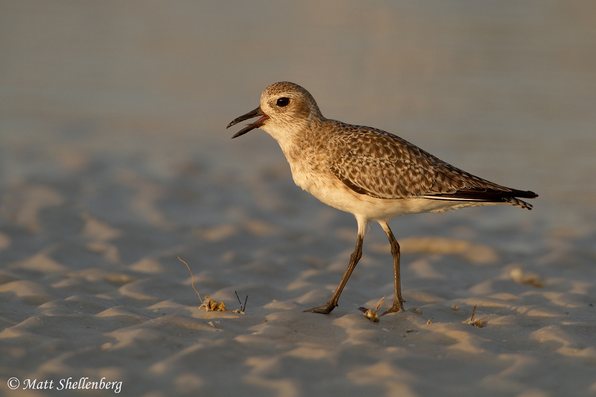 Black-bellied Plover