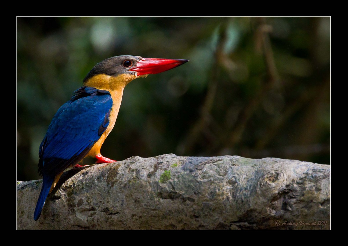 SB Kingfisher in Profile