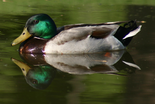 mallard