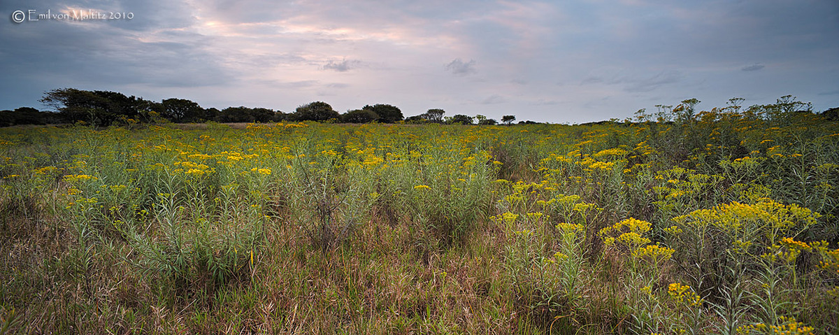 Senecio Field