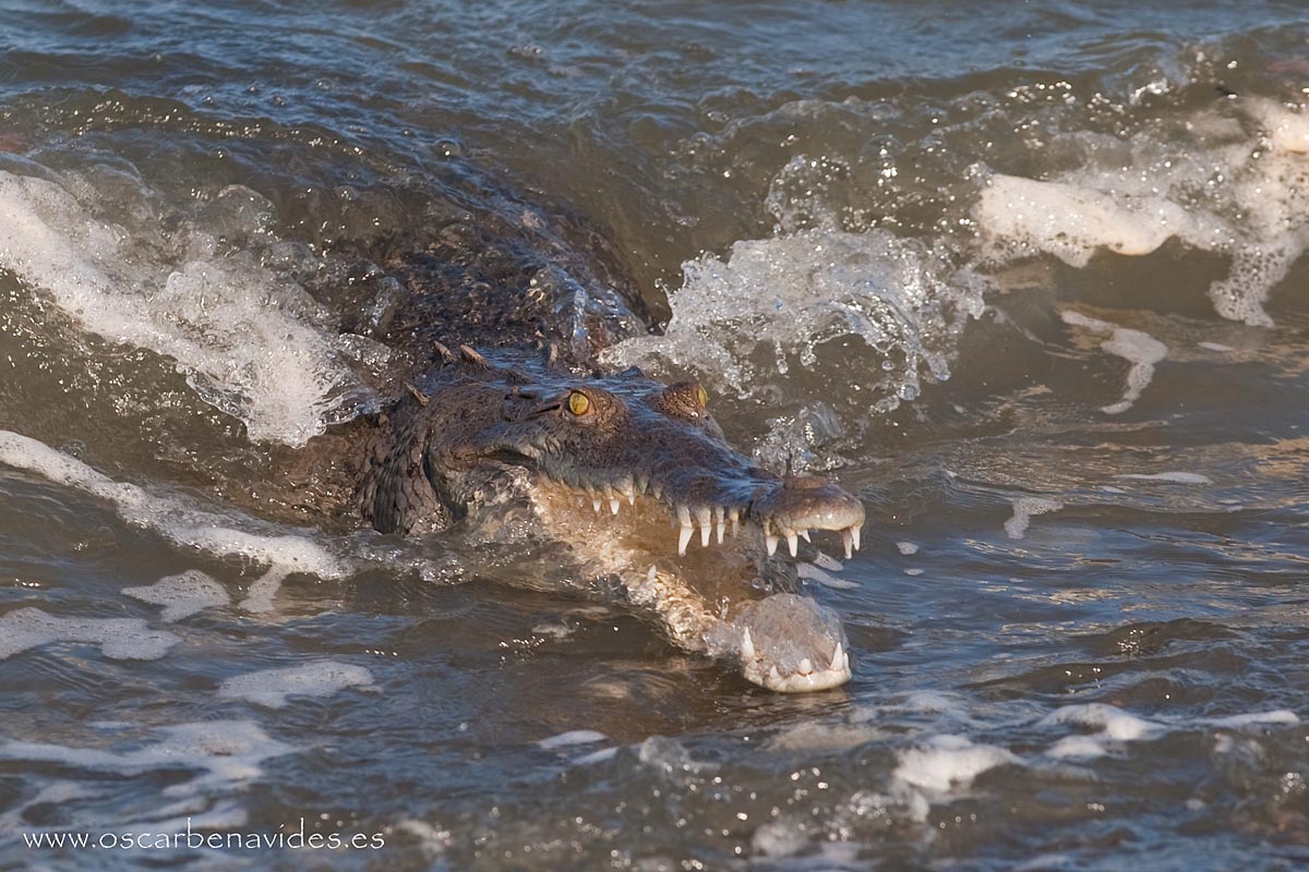 Crocodrile