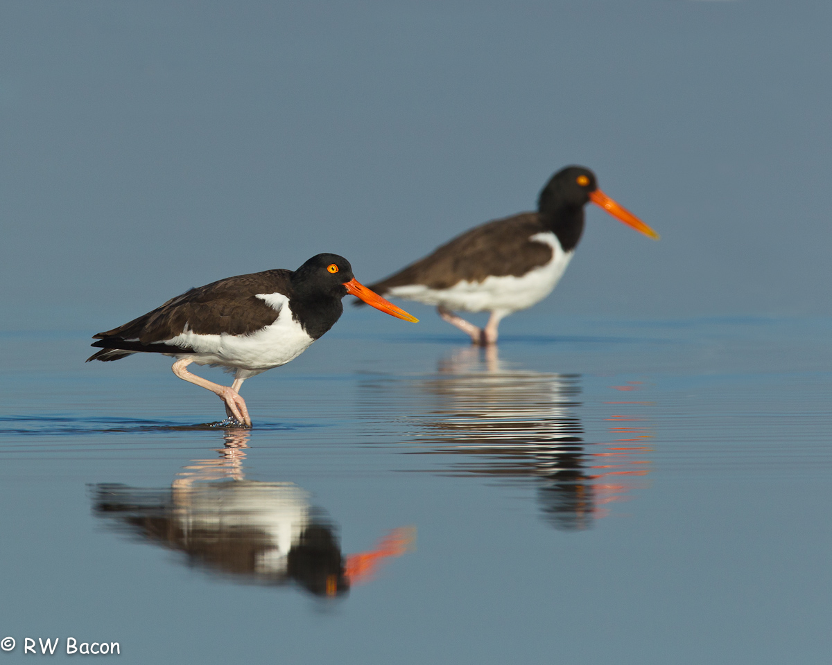 Oystercatcher + Repost