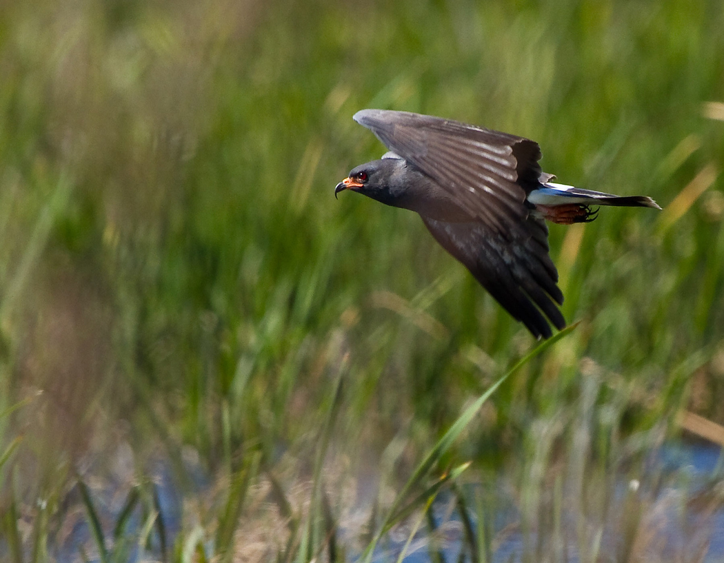 Florida Snail Kite