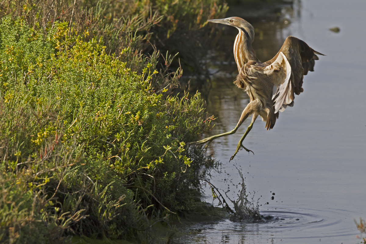 Bittern Leap