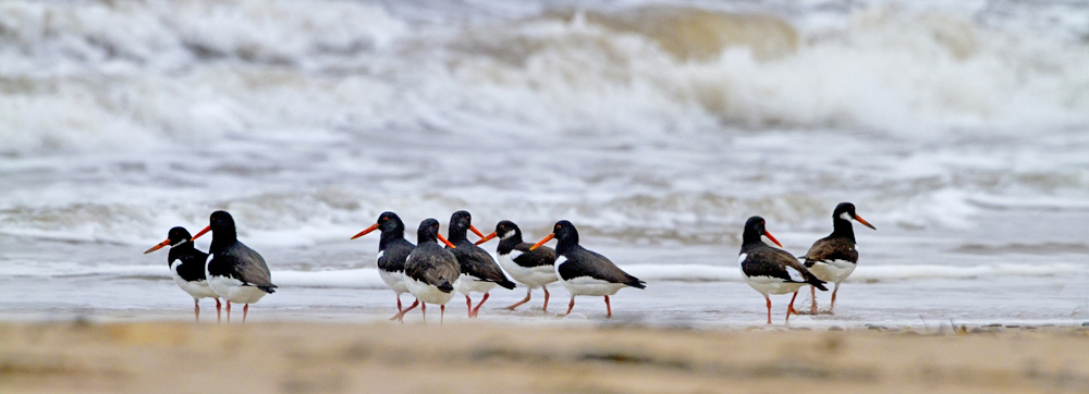 Oystercatchers Meeting