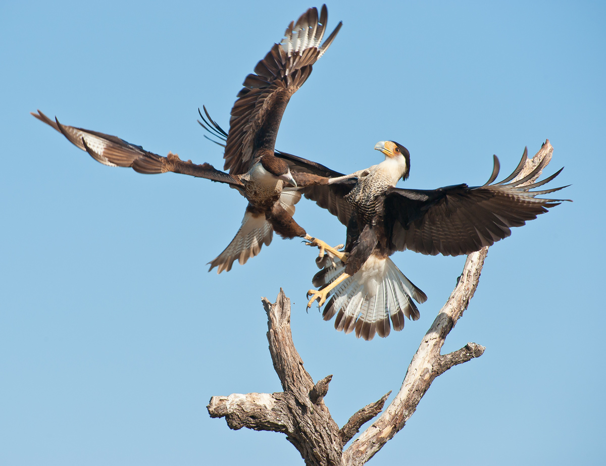 Battling Caracaras with repost