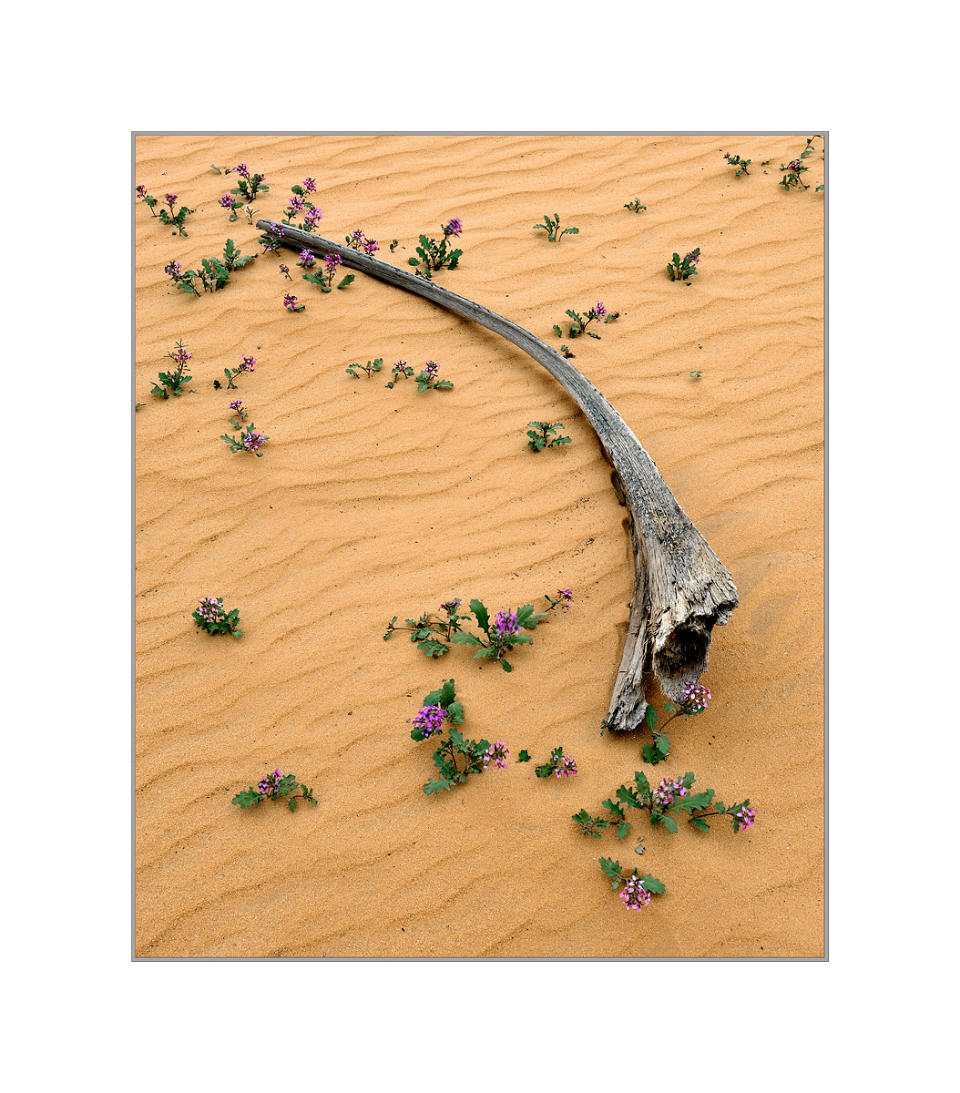 Desert Lavender