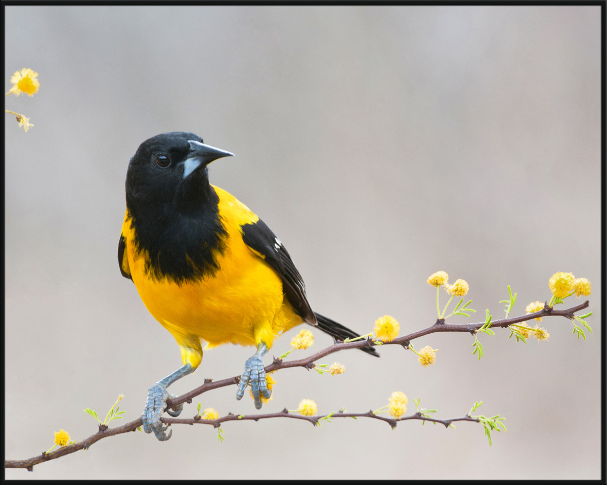 Audubon's Oriole