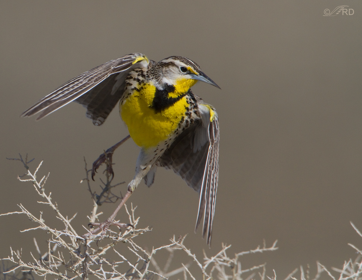 Western Meadowlark