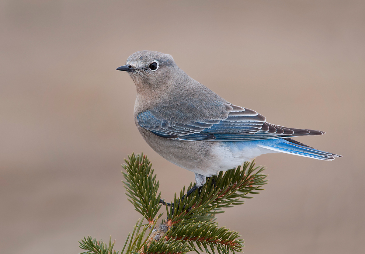 Mountain Bluebird Female