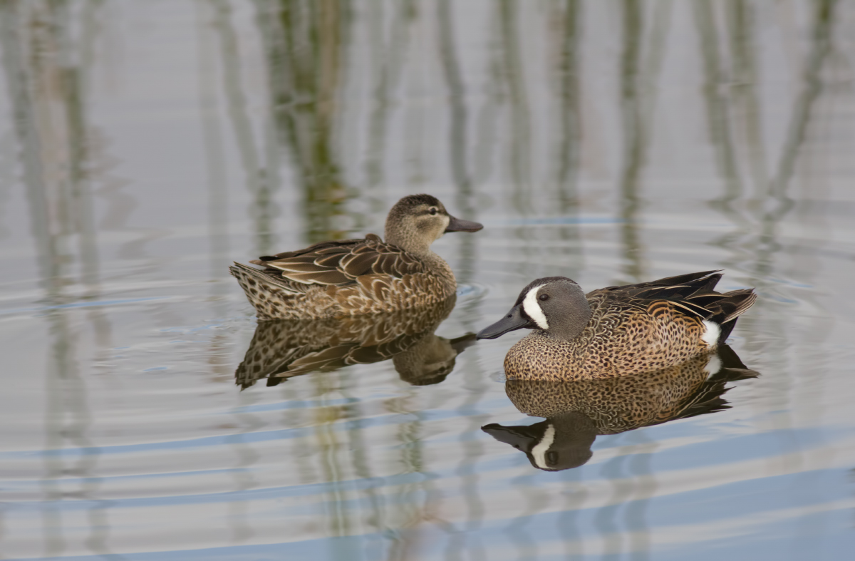 M&F Blue-winged Teal