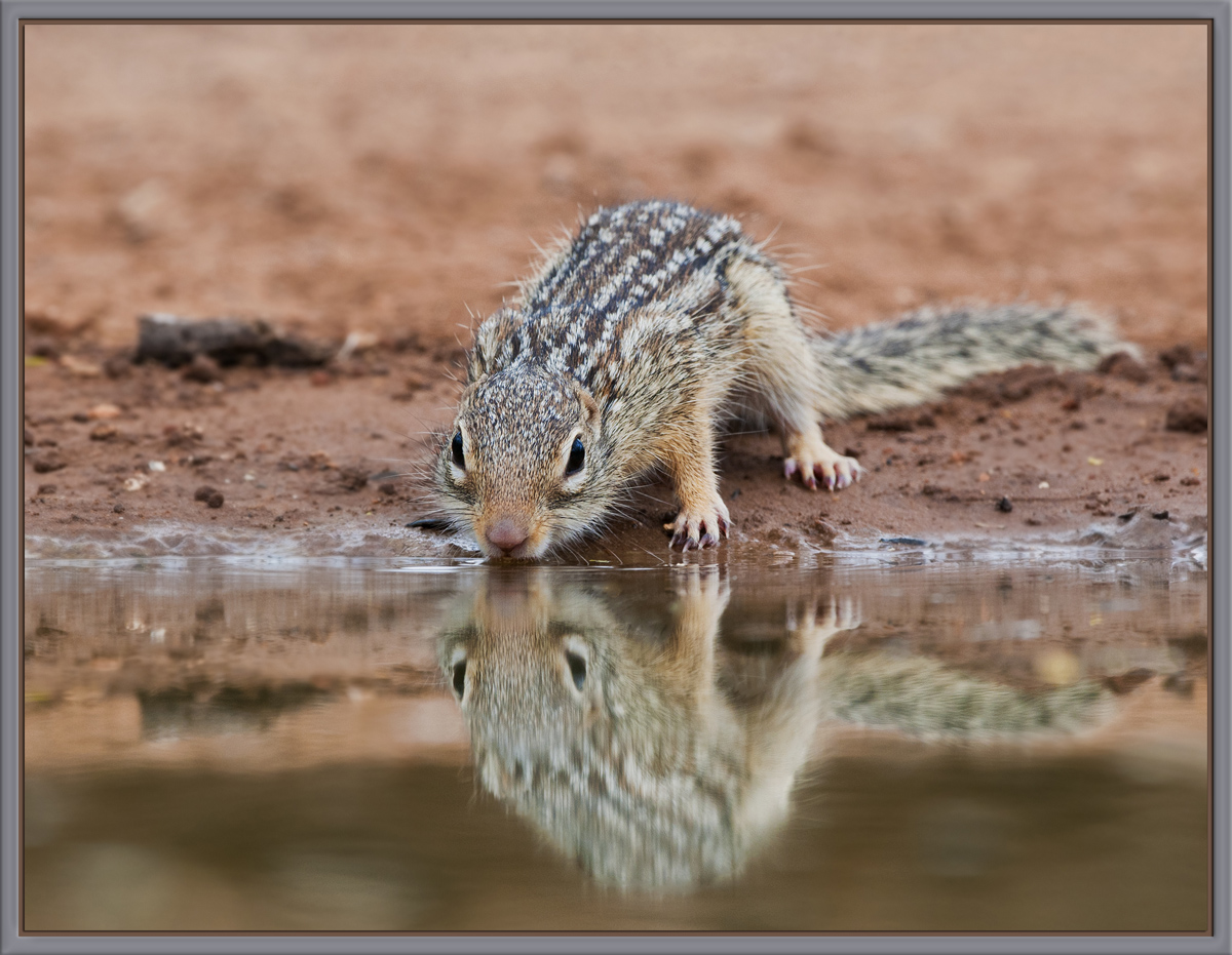Mexican Ground Squirrel