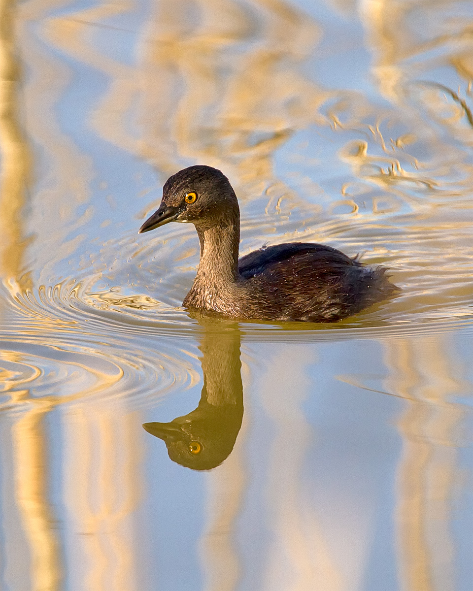 Least Grebe-Repost