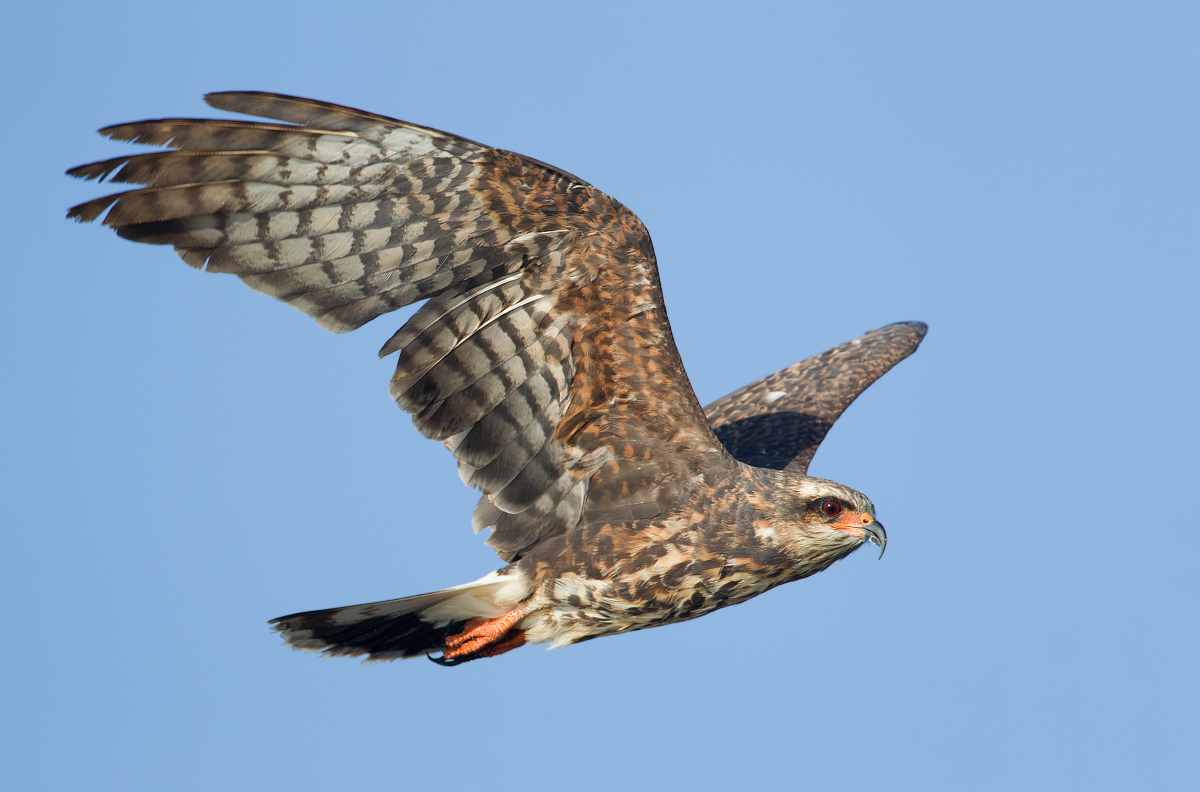 Snail kite-adult female