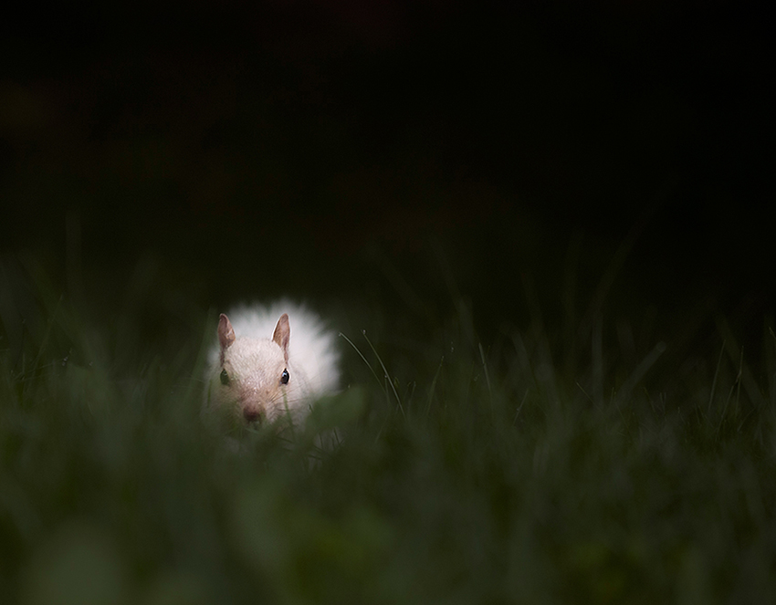 White Squirrel 