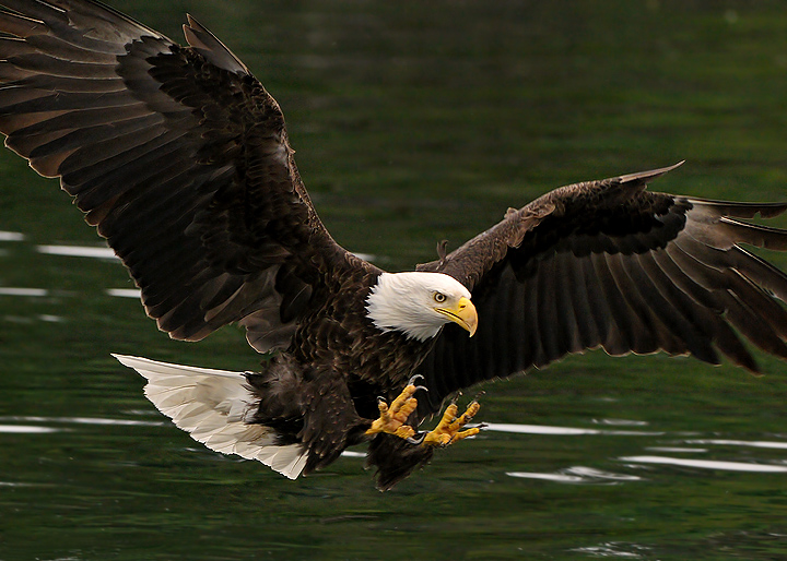 Bald Eagle Fishing