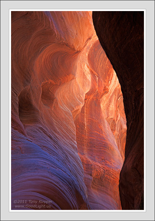 Buckskin Curves & Colors