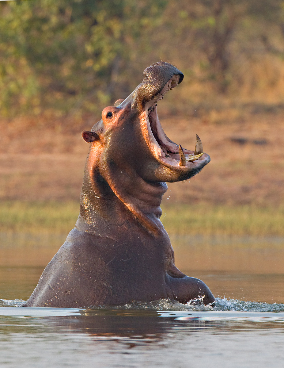 Angry Hippo