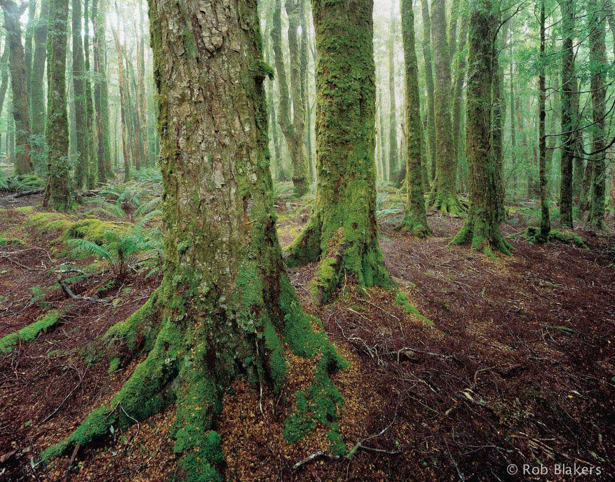 Myrtle forest