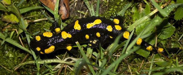 Salamander