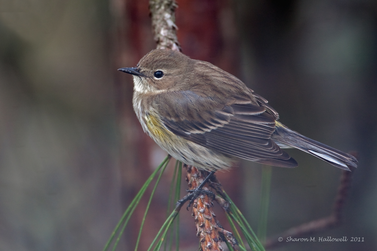 YR Warbler