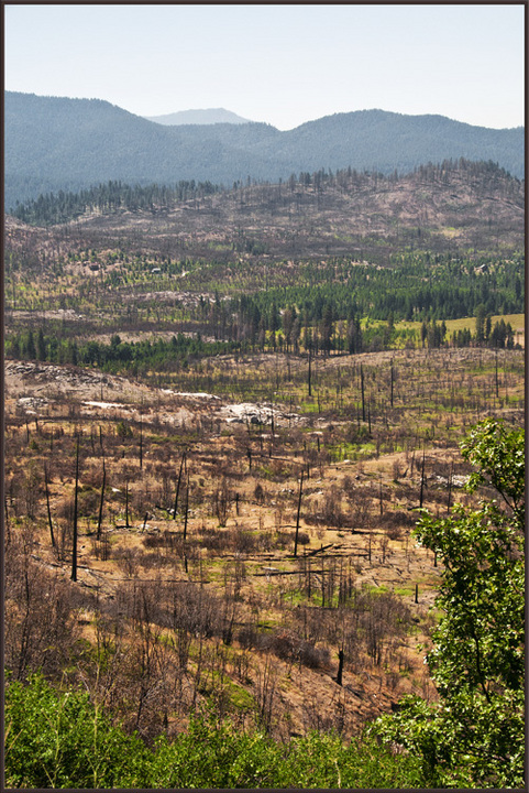 Wildfire and re-growth